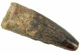 Fossil Spinosaurus Tooth - Real Dinosaur Tooth #239260-1